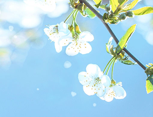 flowers on branch flowers on branch